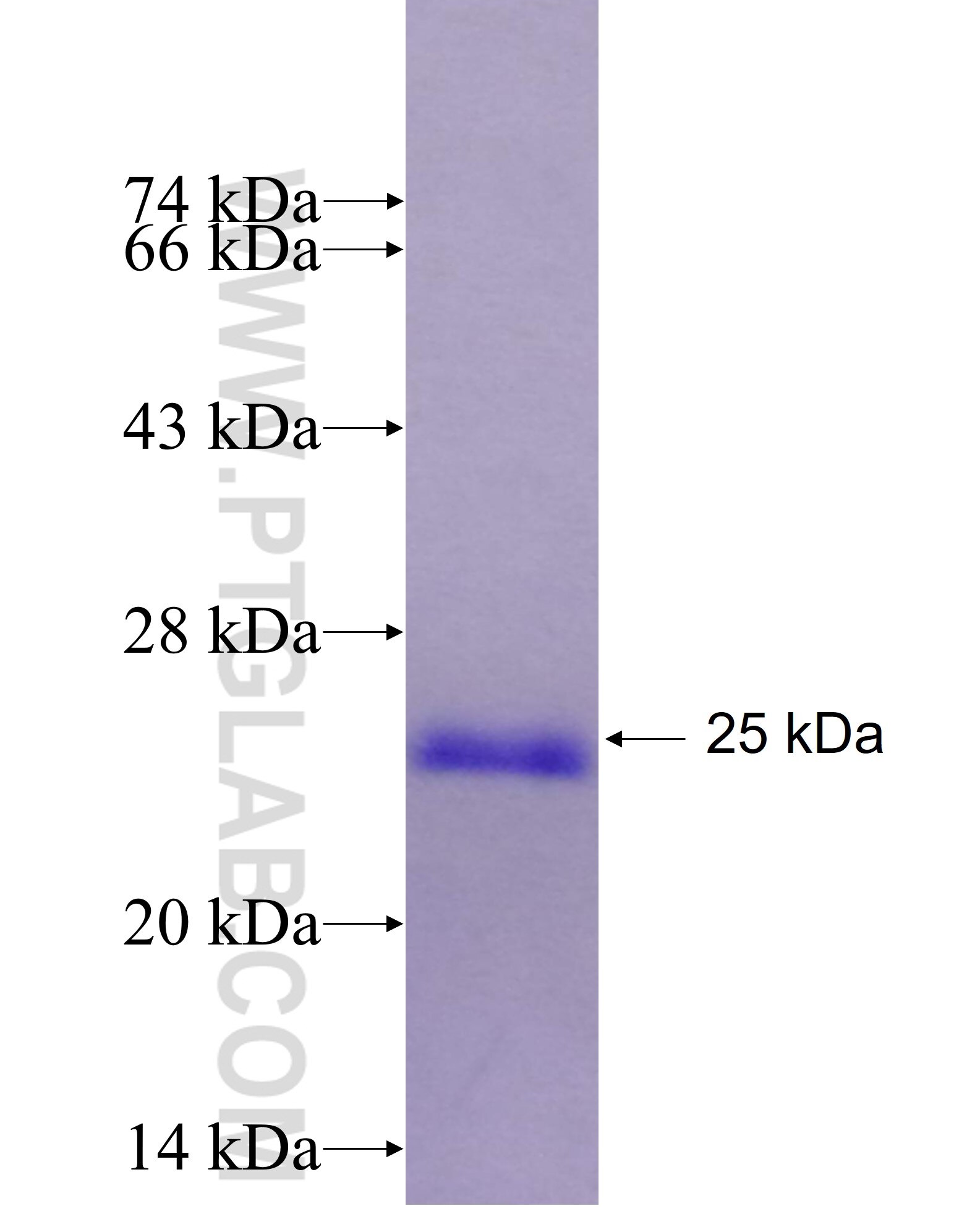 FXYD7 fusion protein Ag28434 SDS-PAGE