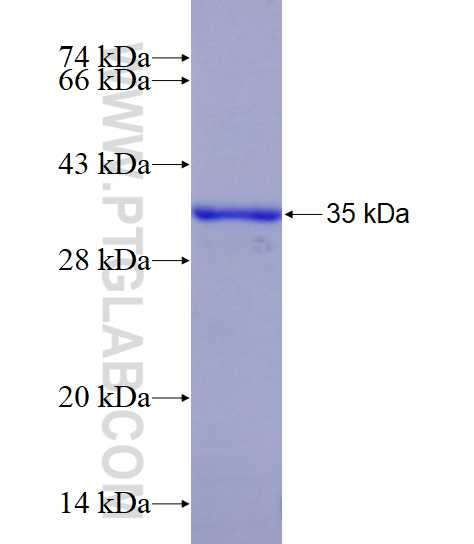 FXYD7 fusion protein Ag2030 SDS-PAGE