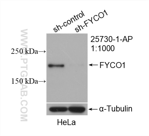 Western Blot (WB) analysis of HeLa cells using FYCO1 Polyclonal antibody (25730-1-AP)