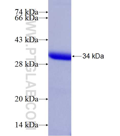 FYCO1 fusion protein Ag22803 SDS-PAGE