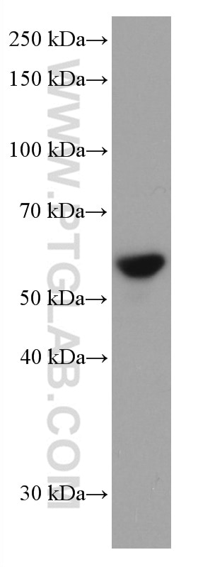 Western Blot (WB) analysis of HEK-293 cells using FYN Monoclonal antibody (66606-1-Ig)