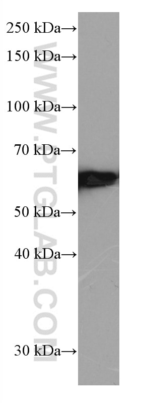 WB analysis of HeLa using 66606-1-Ig