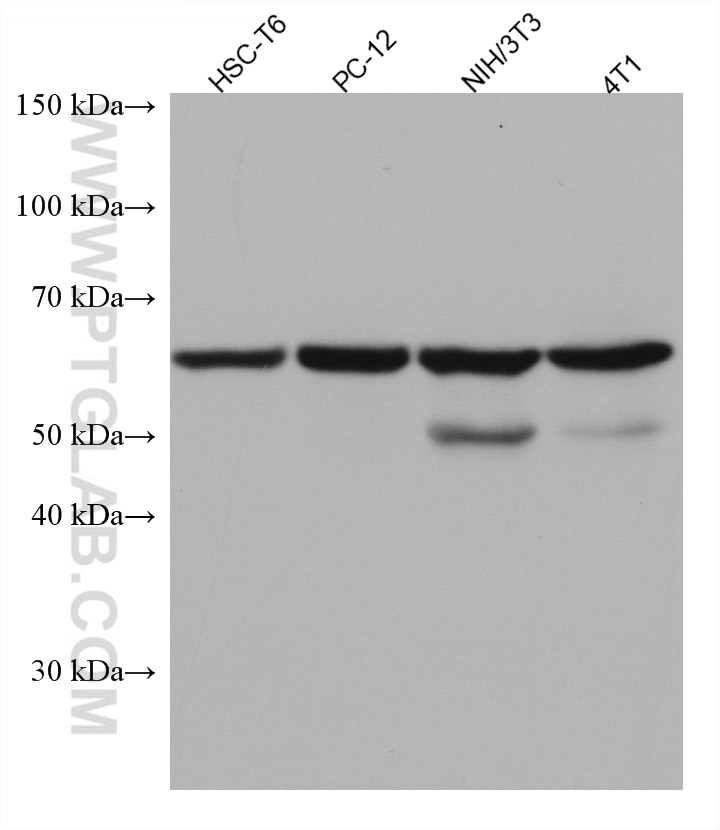Western Blot (WB) analysis of various lysates using FYN Monoclonal antibody (66606-1-Ig)