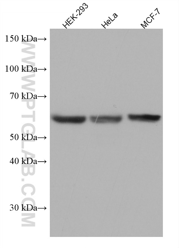 Western Blot (WB) analysis of various lysates using FYN Monoclonal antibody (66606-1-Ig)