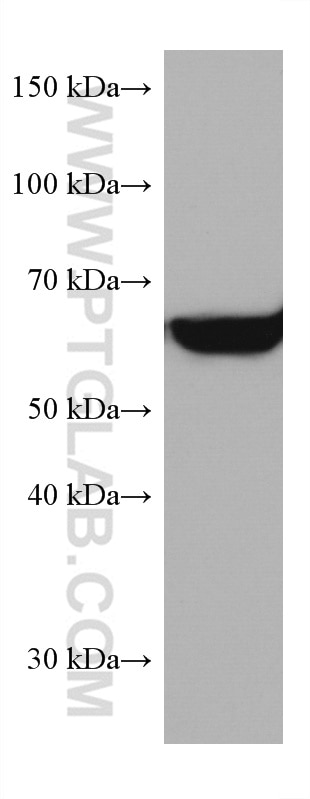 Western Blot (WB) analysis of Ramos cells using FYN Monoclonal antibody (66606-1-Ig)