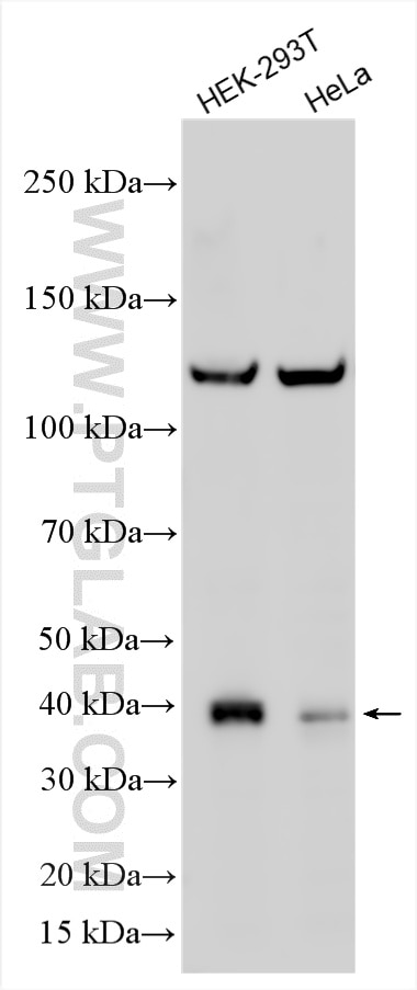 WB analysis using 24560-1-AP (same clone as 24560-1-PBS) Western Blot (WB) analysis of various lysates using FYTTD1 Polyclonal antibody (24560-1-AP)