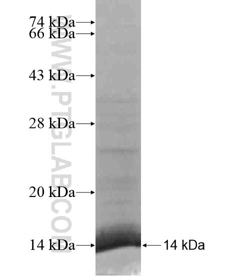 FYTTD1 fusion protein Ag20012 SDS-PAGE