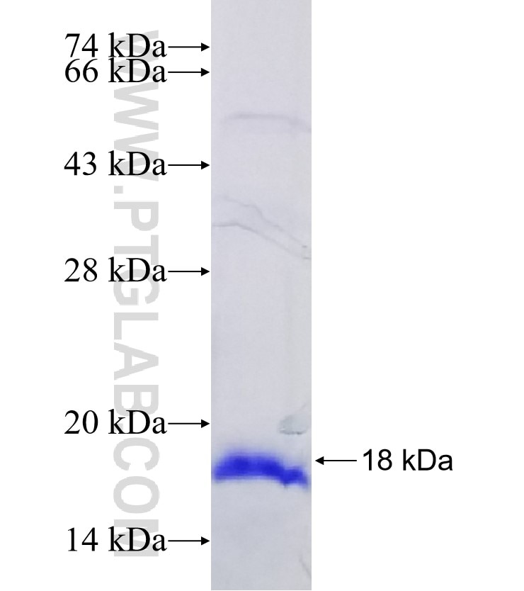 FZD1 fusion protein Ag29041 SDS-PAGE