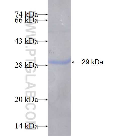 FZD10 fusion protein Ag12724 SDS-PAGE