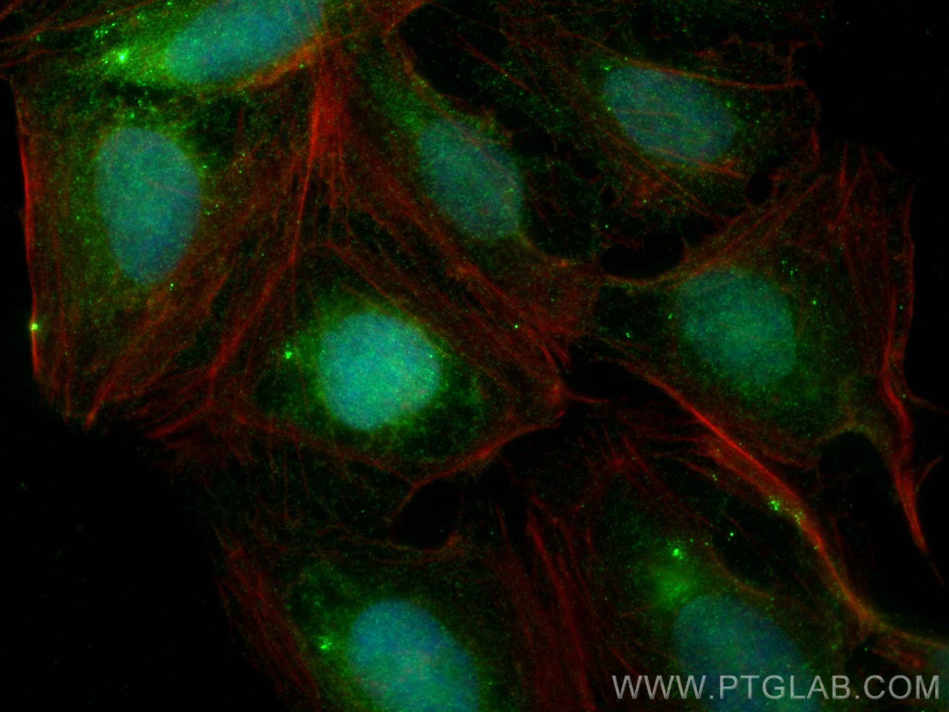 Immunofluorescence (IF) / fluorescent staining of U2OS cells using Frizzled 2 Polyclonal antibody (24272-1-AP)