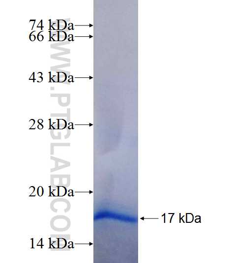 FZD2 fusion protein Ag19055 SDS-PAGE