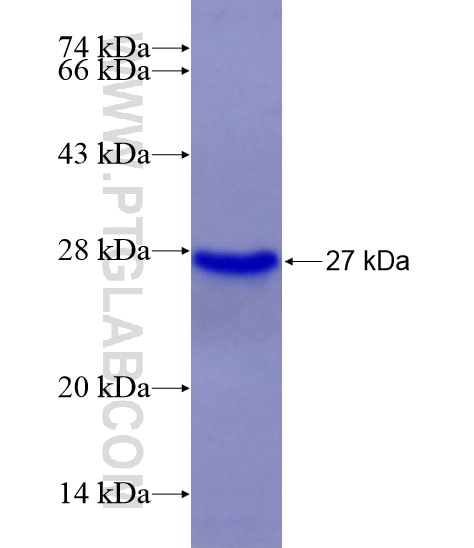FZD4 fusion protein Ag28469 SDS-PAGE
