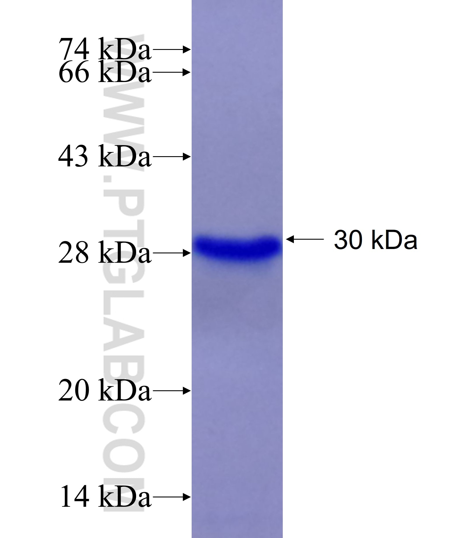 FZD4 fusion protein Ag28469 SDS-PAGE