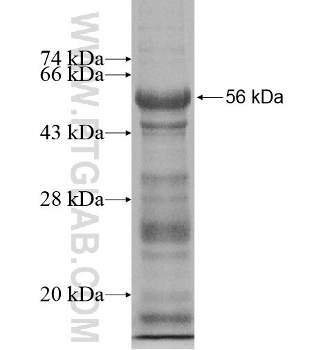 Frizzled 4 fusion protein Ag15402 SDS-PAGE