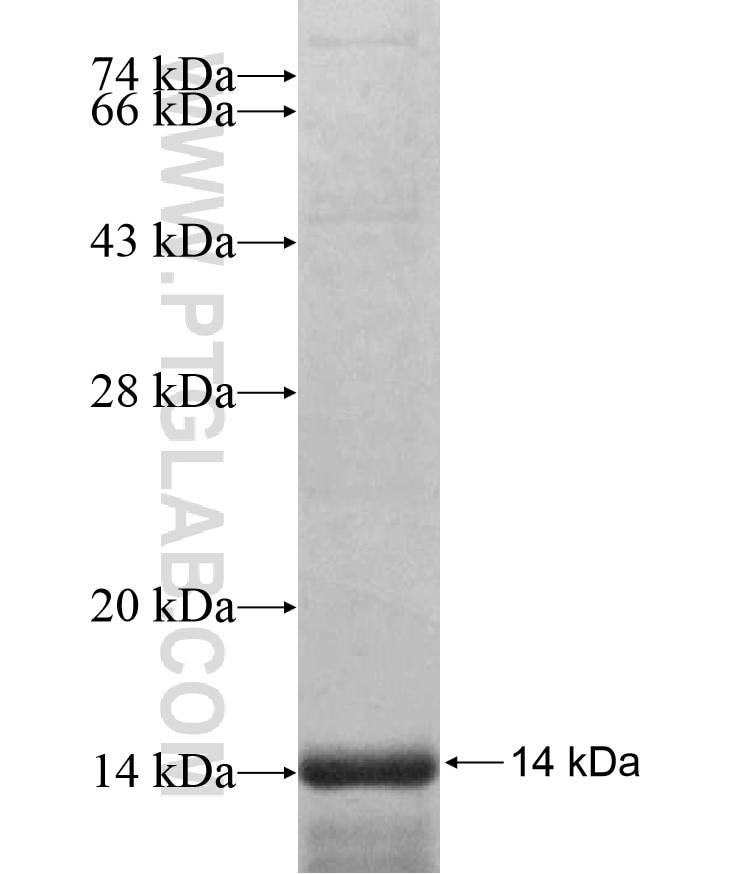 FZD5 fusion protein Ag17354 SDS-PAGE