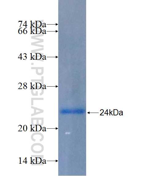 FZD6 fusion protein Ag26259 SDS-PAGE