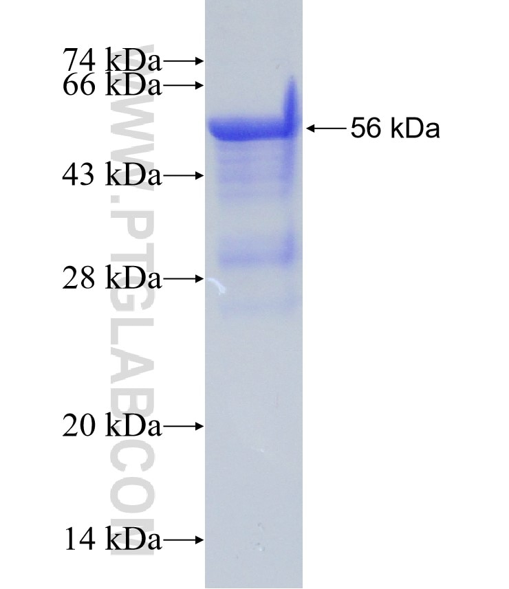 FZD6 fusion protein Ag5027 SDS-PAGE