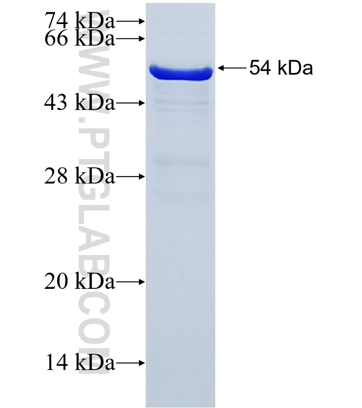 FZD6 fusion protein Ag5027 SDS-PAGE