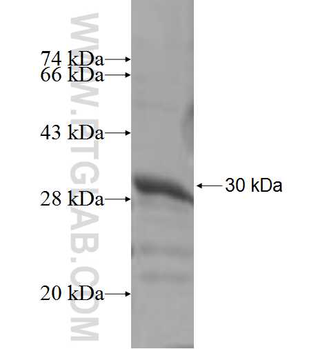 FZD6 fusion protein Ag5452 SDS-PAGE