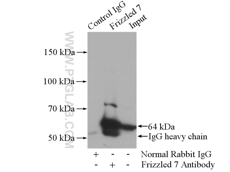 Immunoprecipitation (IP) experiment of mouse skeletal muscle tissue using Frizzled 7 Polyclonal antibody (16974-1-AP)