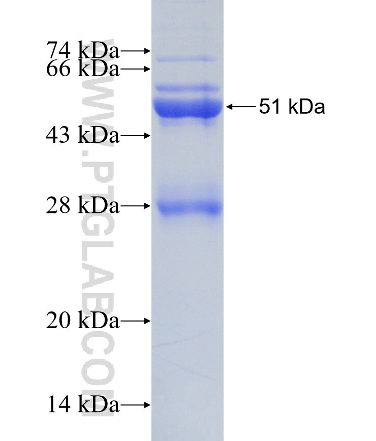 FZD7 fusion protein Ag9446 SDS-PAGE