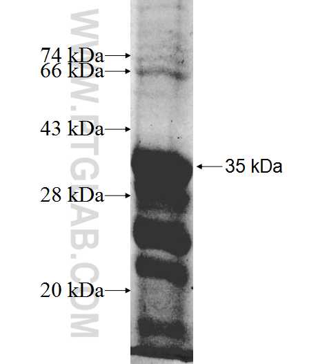 FZD7 fusion protein Ag9688 SDS-PAGE