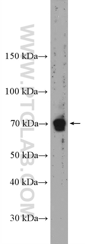 Western Blot (WB) analysis of mouse testis tissue using Frizzled 9 Polyclonal antibody (13865-1-AP)