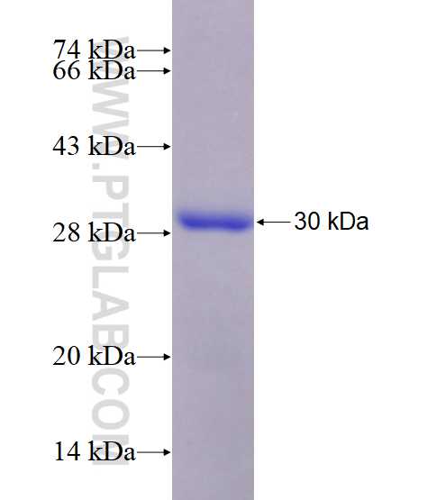 FZD9 fusion protein Ag4971 SDS-PAGE