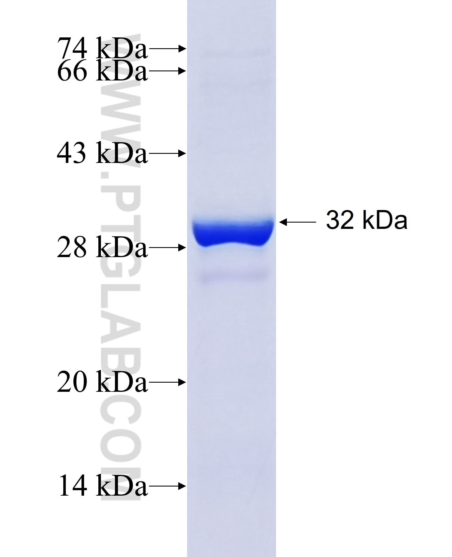 FZD9 fusion protein Ag4971 SDS-PAGE