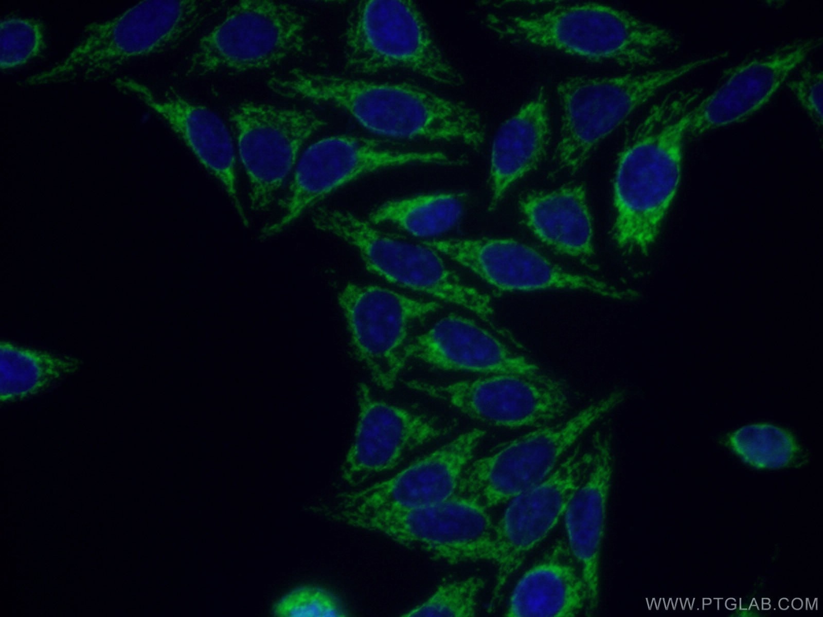 Immunofluorescence (IF) / fluorescent staining of HepG2 cells using FZR1/Cdh1 Polyclonal antibody (16368-1-AP)