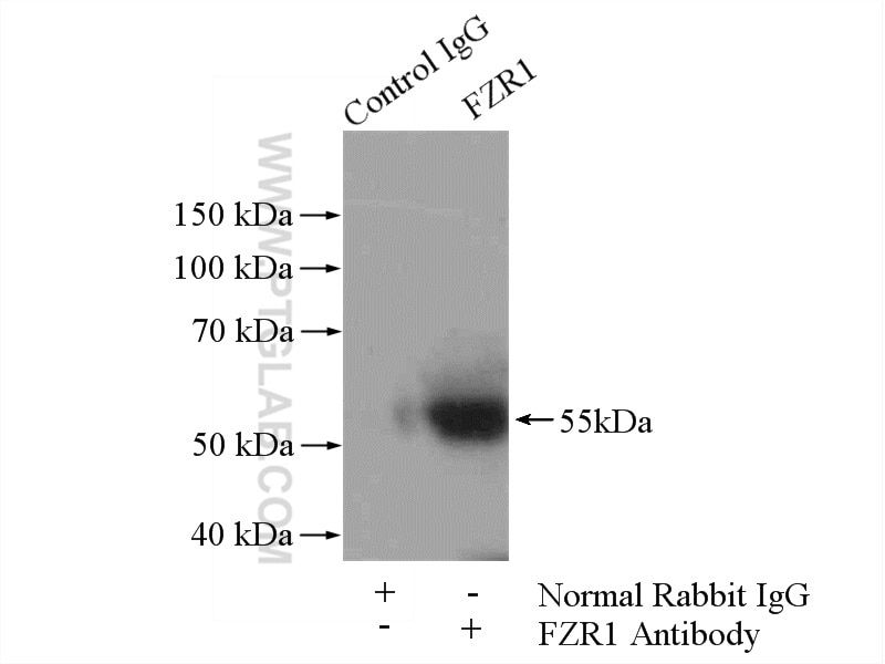 Immunoprecipitation (IP) experiment of mouse heart tissue using FZR1/Cdh1 Polyclonal antibody (16368-1-AP)