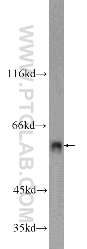 Western Blot (WB) analysis of C6 cells using FZR1/Cdh1 Polyclonal antibody (16368-1-AP)