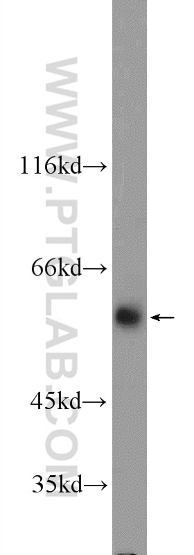 Western Blot (WB) analysis of NIH/3T3 cells using FZR1/Cdh1 Polyclonal antibody (16368-1-AP)
