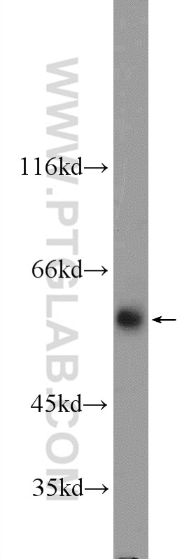 WB analysis of NIH/3T3 using 16368-1-AP