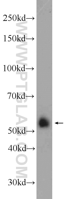 Western Blot (WB) analysis of HepG2 cells using FZR1/Cdh1 Polyclonal antibody (16368-1-AP)