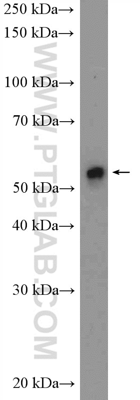 Western Blot (WB) analysis of mouse heart tissue using FZR1/Cdh1 Polyclonal antibody (16368-1-AP)