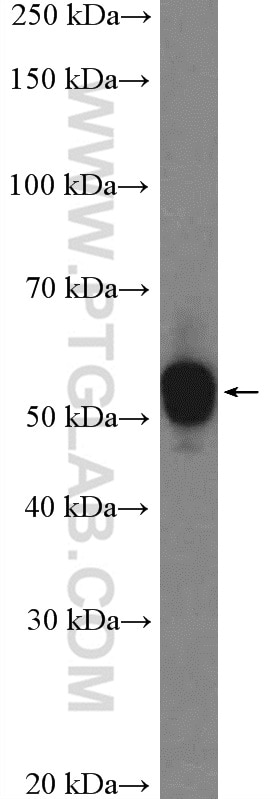 Western Blot (WB) analysis of HeLa cells using FZR1/Cdh1 Polyclonal antibody (16368-1-AP)