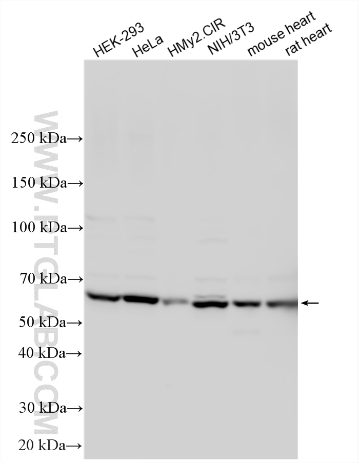 Western Blot (WB) analysis of various lysates using FZR1/Cdh1 Polyclonal antibody (16368-1-AP)