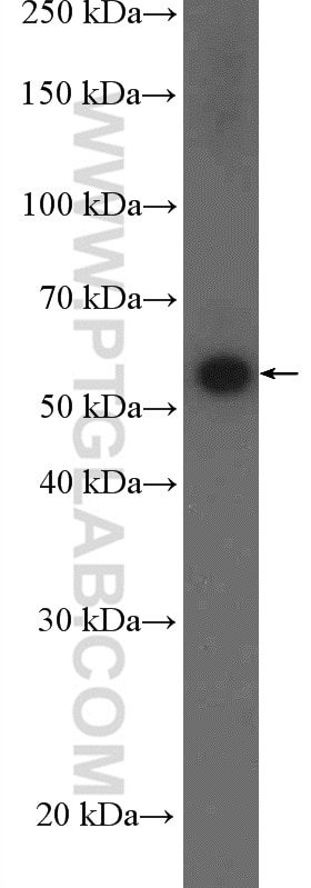 Western Blot (WB) analysis of HeLa cells using FZR1/Cdh1 Polyclonal antibody (16368-1-AP)