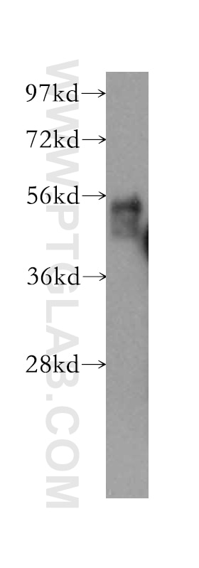 Western Blot (WB) analysis of mouse liver tissue using FZR1/Cdh1 Polyclonal antibody (16368-1-AP)