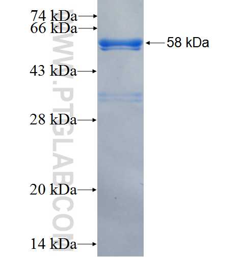FZR1 fusion protein Ag9201 SDS-PAGE