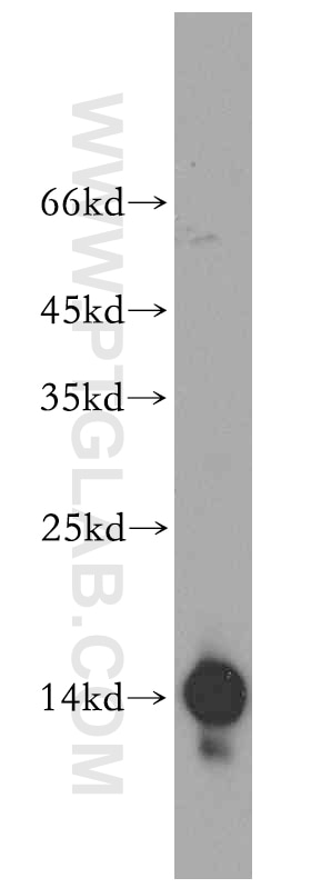 Western Blot (WB) analysis of mouse skin tissue using Fabp4 Polyclonal antibody (51035-1-AP)