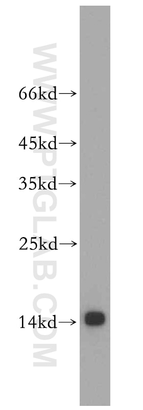 WB analysis of mouse small intestine using 51035-1-AP