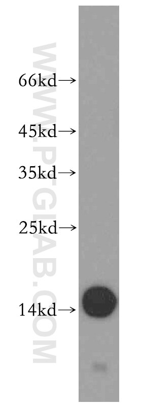 Western Blot (WB) analysis of mouse heart tissue using Fabp4 Polyclonal antibody (51035-1-AP)