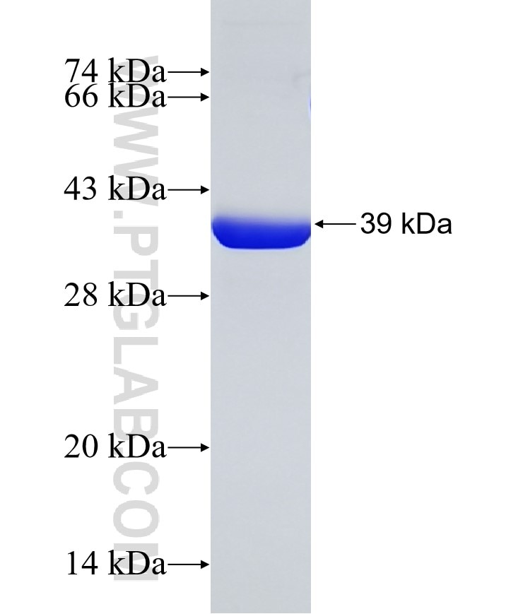 Fabp4 fusion protein Ag0712 SDS-PAGE