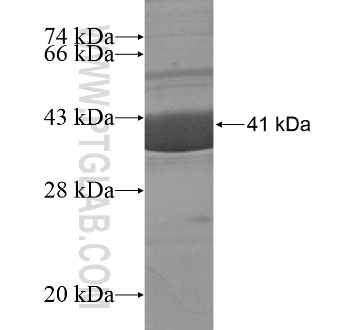 Fabp4 fusion protein Ag14515 SDS-PAGE