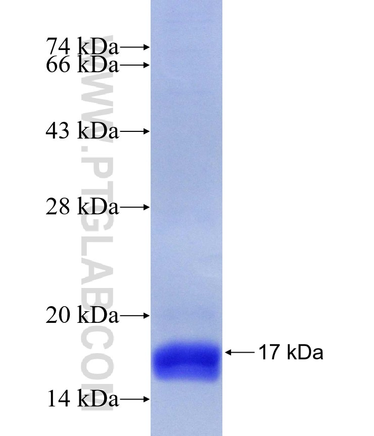 Fabp4 fusion protein Ag17510 SDS-PAGE