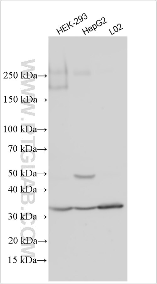 Western Blot (WB) analysis of various lysates using Factor IX/PTC Polyclonal antibody (32051-1-AP)