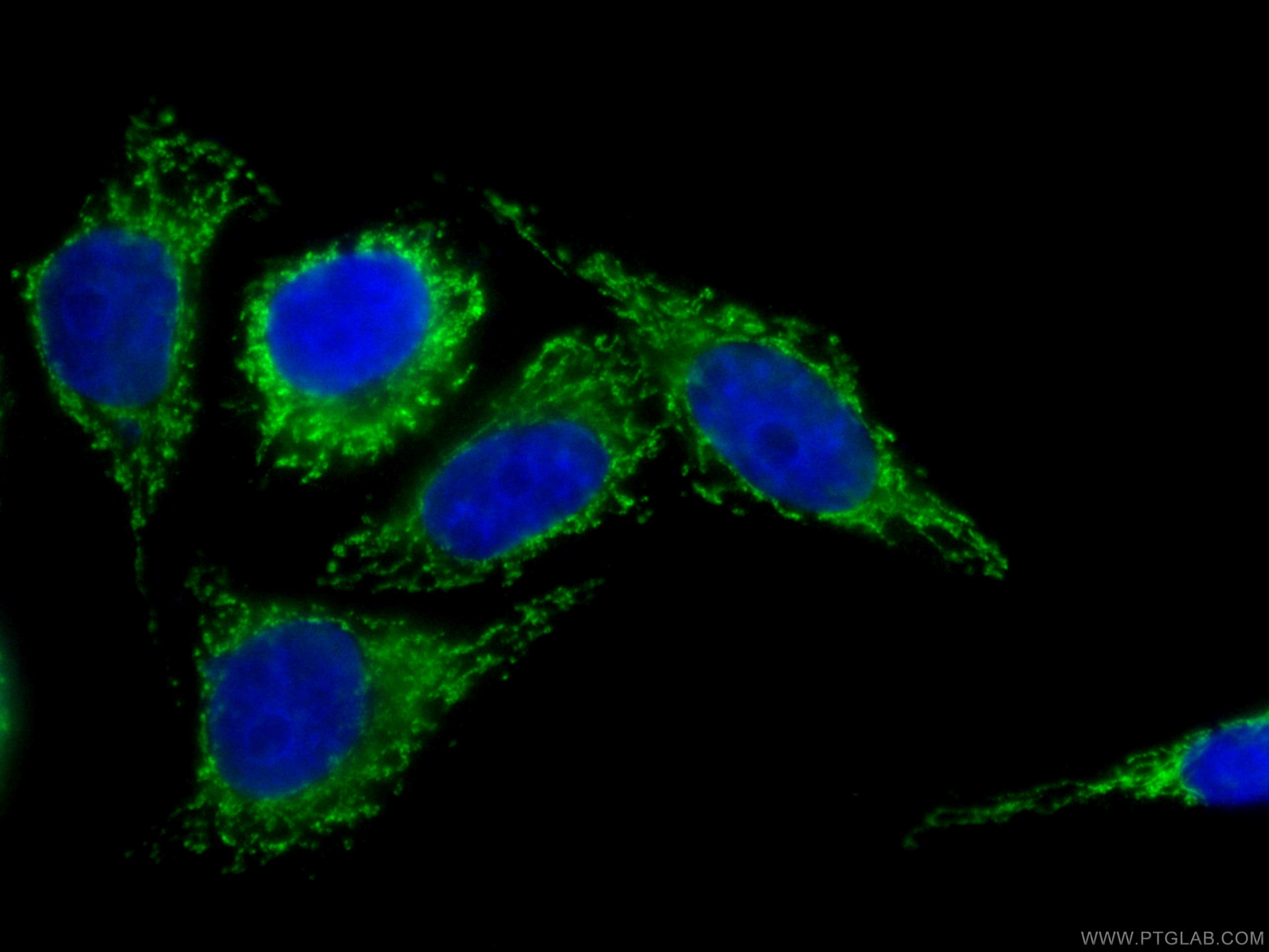 IF Staining of HepG2 using CL488-66089