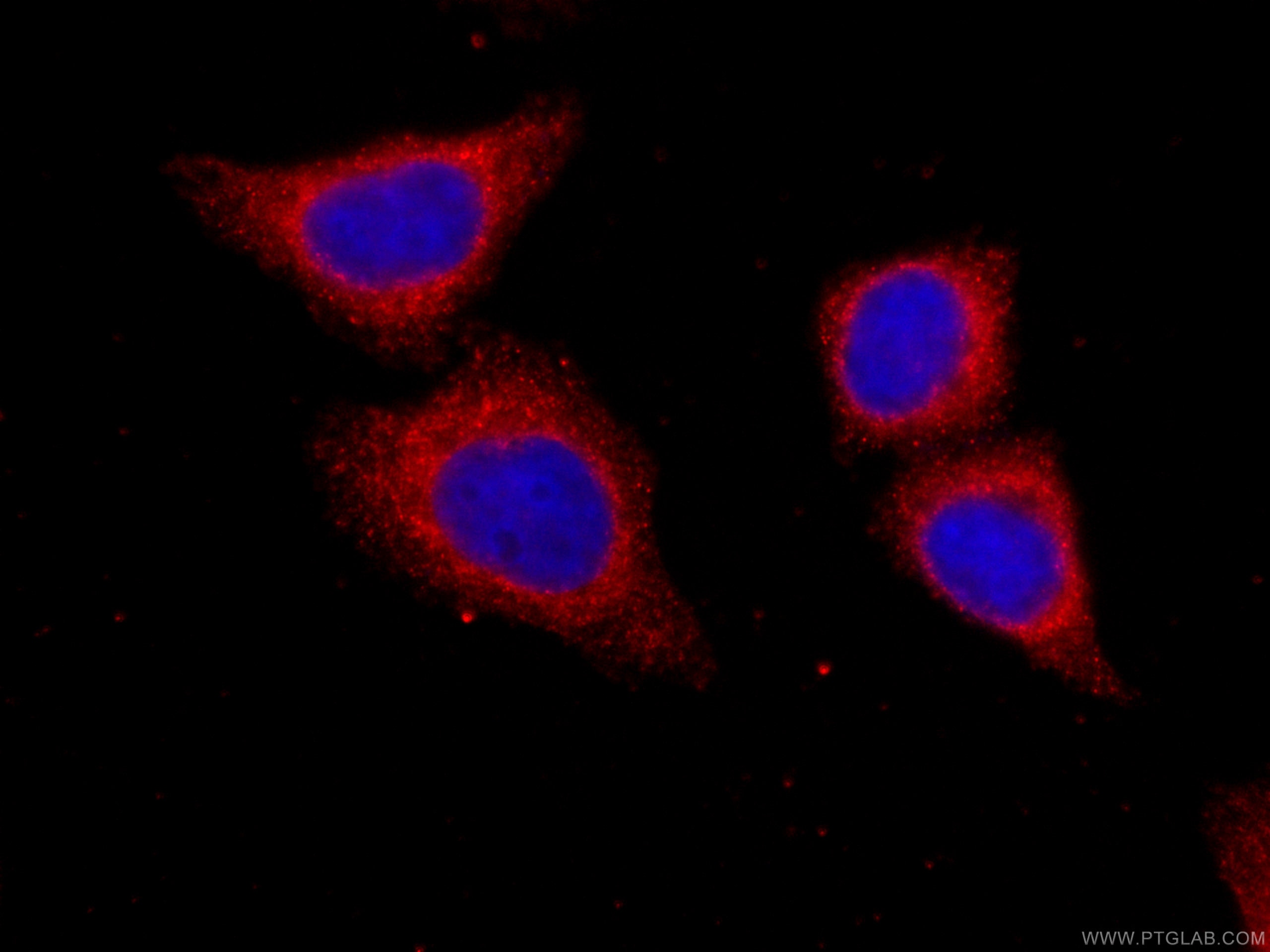 Immunofluorescence (IF) / fluorescent staining of HepG2 cells using CoraLite®594-conjugated Factor XII Monoclonal anti (CL594-66089)